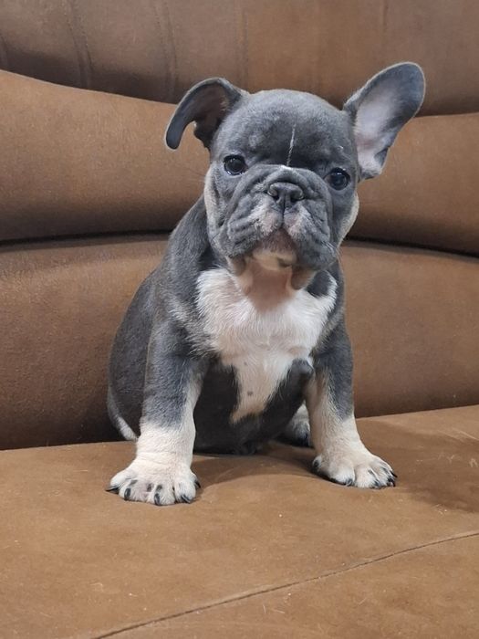 Бомбезні французики генні карапузики