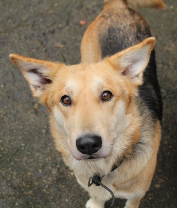 Zina- młoda suczka do adopcji!