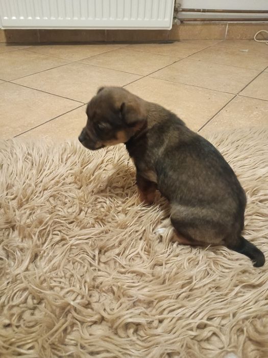 Oddam szczeniaki za darmo