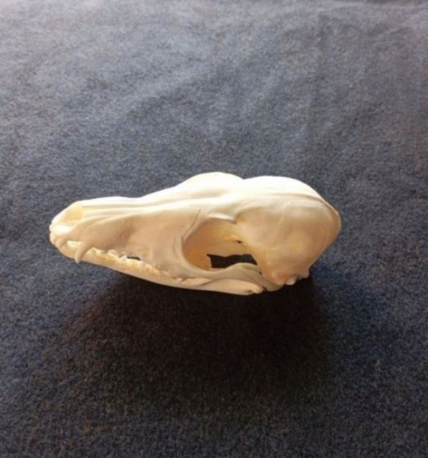 Продам череп лисиці