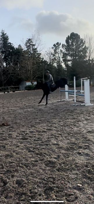 Ponei de obstáculos