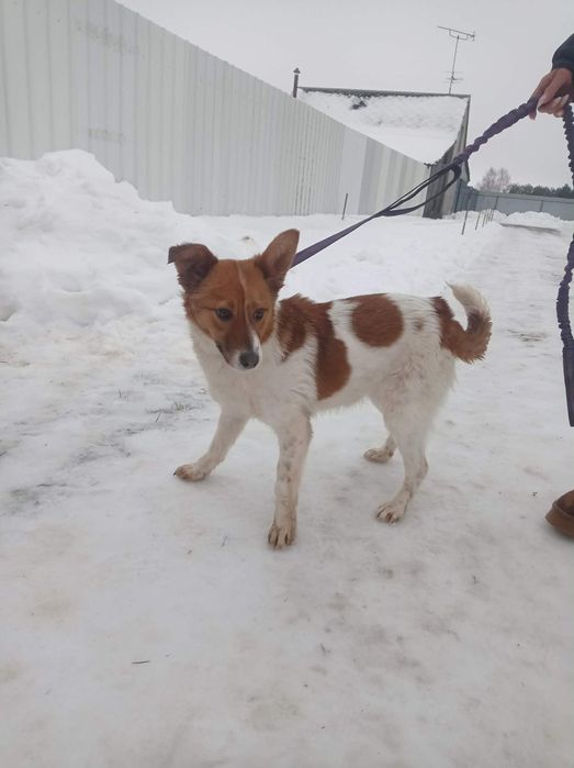 Dakota sunia do adopcji