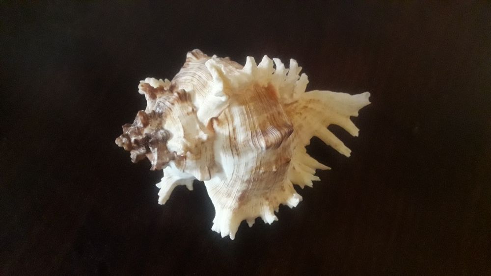 Морская ракушка Мурекс королевский