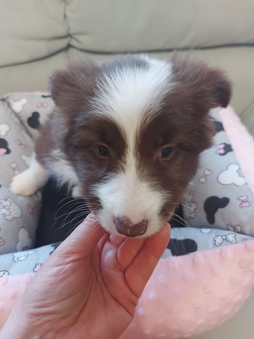 Border Collie  prześliczna suczka czekoladowa z rodowodem i badaniami
