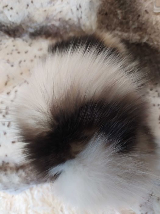 Шуба з  стриженого Кролика з Песцем