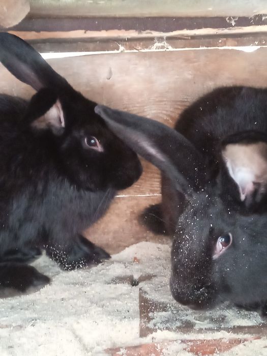 Продам кролей на развод/на м'ясо.