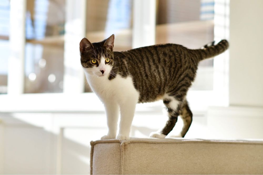 6 miesięczny kotek do adopcji