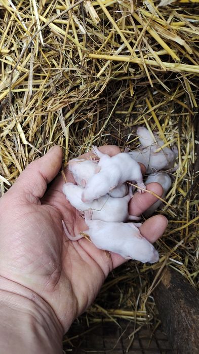 Криси Продам терміново Дамбо чорні , бежеві, руди.