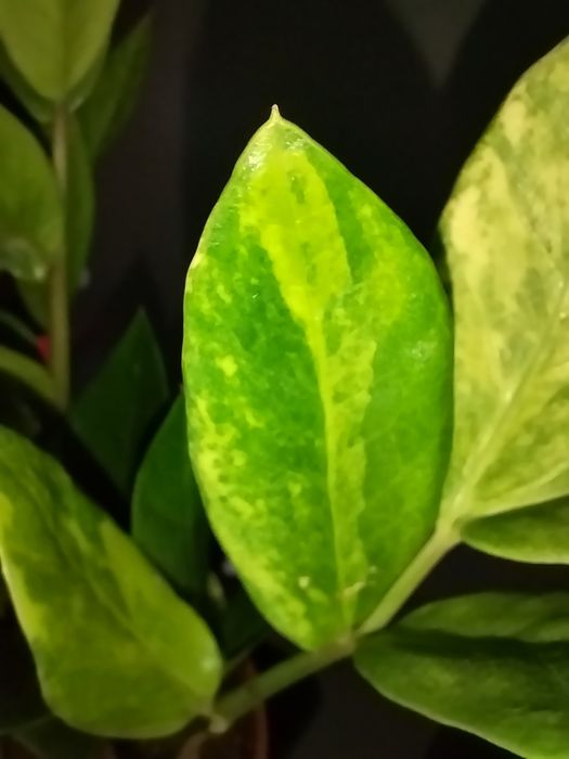 Zamioculca s  varie -liść