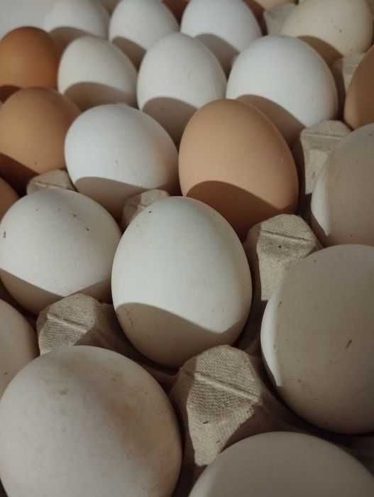 Swojskie jajka od kur z wolnego wybiegu