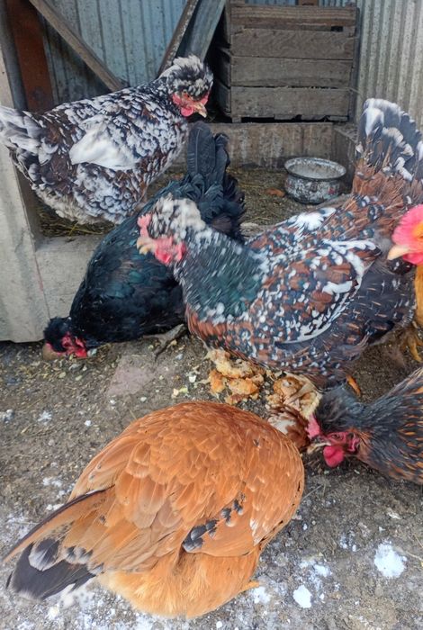 Jaja lęgowe czubatki