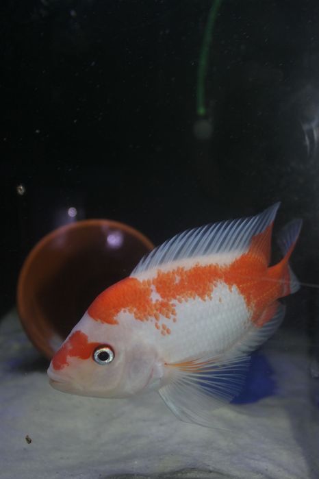 Peixe Midas red and white