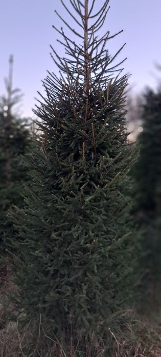 Choinki z plantacji 2,5-4 metry DUŻE.