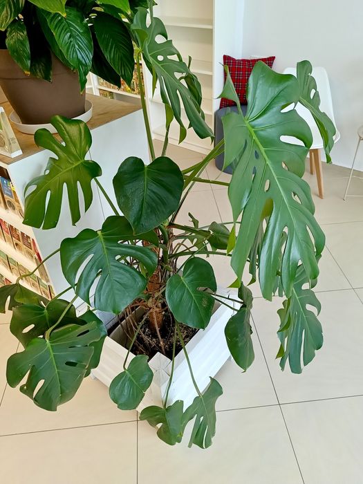 Monstera 140-150 cm