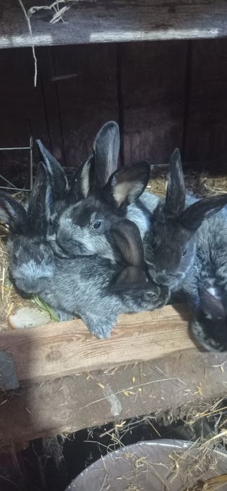 Młode króliki WJS