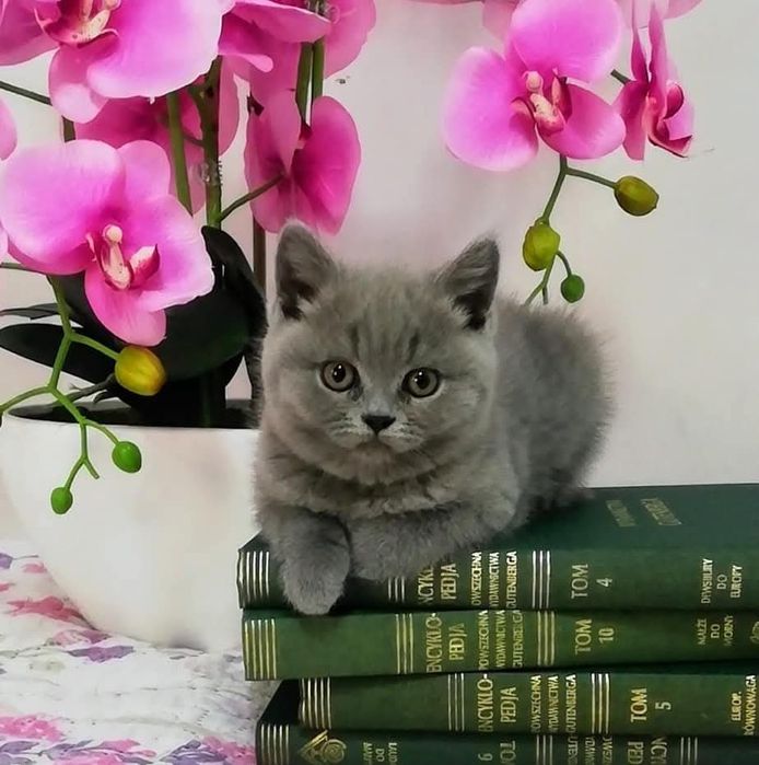 Kot kotka brytyjska prawdziwy rodowód