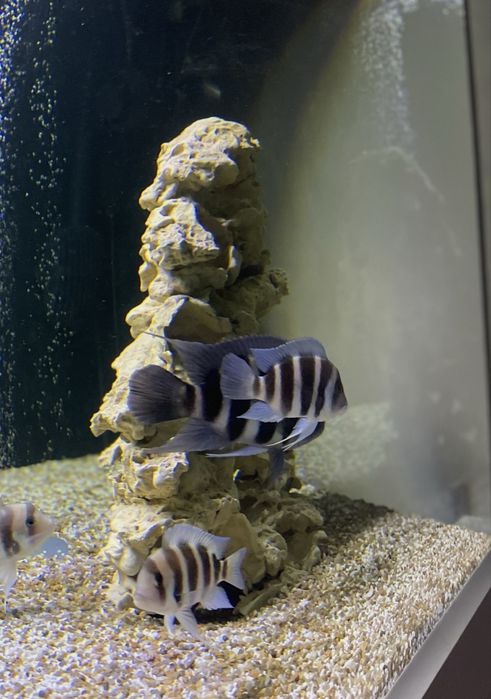 Аквариумные камни