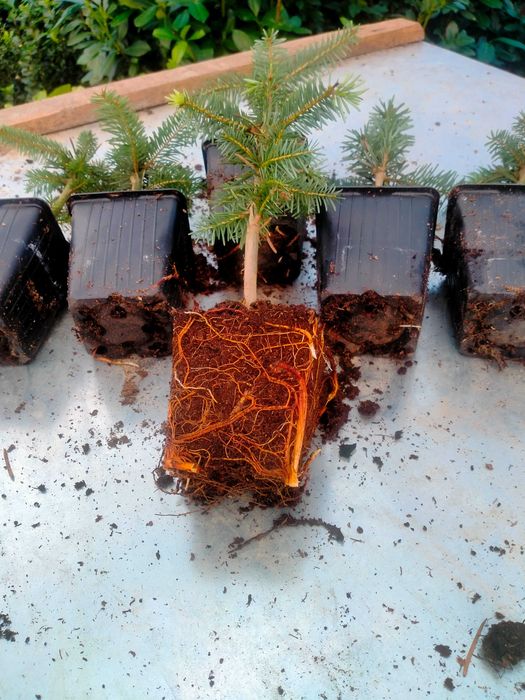 Jodła kaukaska WYSYŁKA 4-letnia Ambrolauri doniczka P9