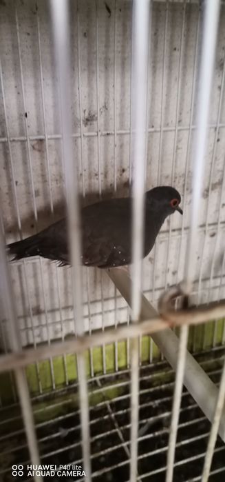 Vendo rolas diamantes