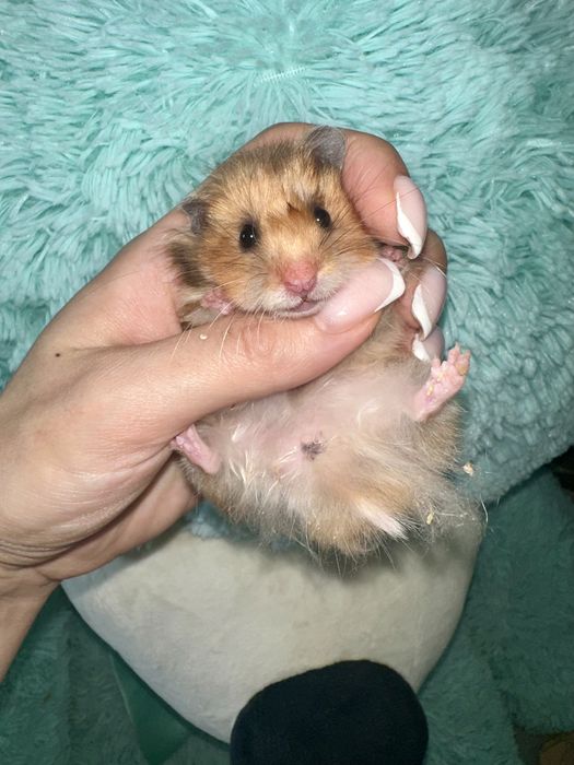 Хомяк хомячки Ангорки Терміново не кусають  Не джунгарики хоʼмяк Сатин