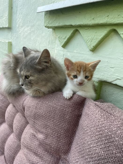 Віддамо кошеня, дівчинка