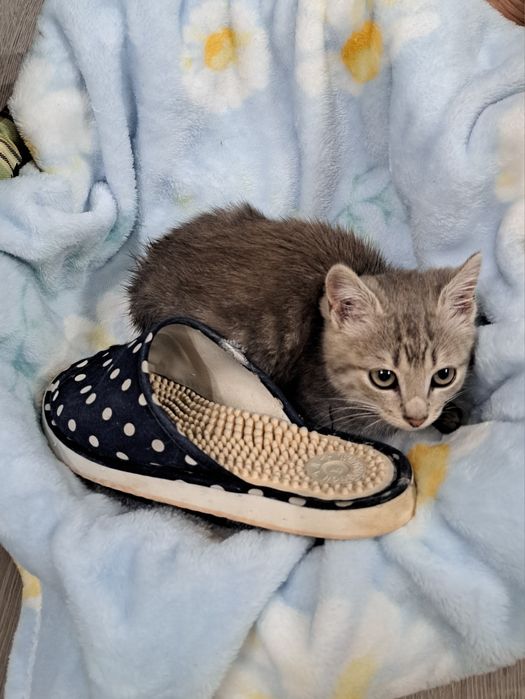 Дівчинка  няшна 2 міс  світло попеляста