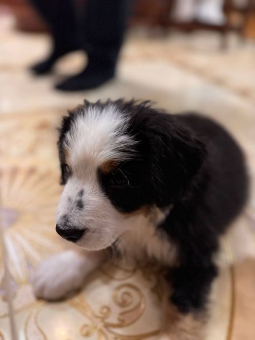 Цуценя Зененхунда