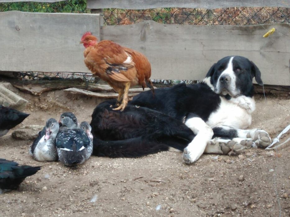 Vende-se Patos Mudos Caseiros