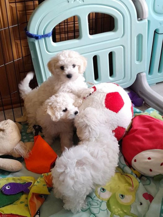 Bichon frise chłopiec