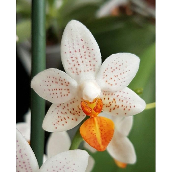 Нецвітучі дітки орхідей