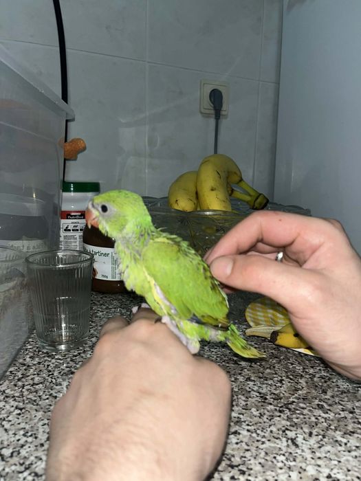 Ring neck domésticado