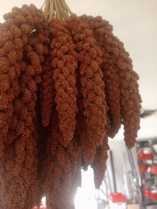 Sprzedam 4 kg prosa senegalskiego