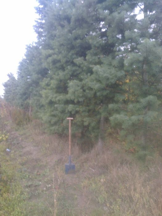 duże jodły kalifornijskie w kontenerach