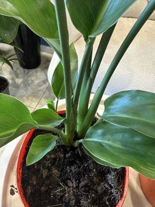 Стреліція Регіна королівська h 65 см на дві рослини