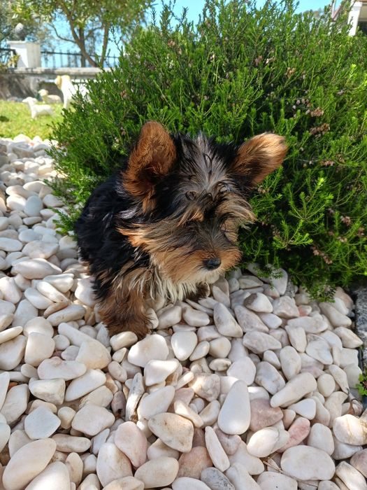 Yorkshire terrier macho