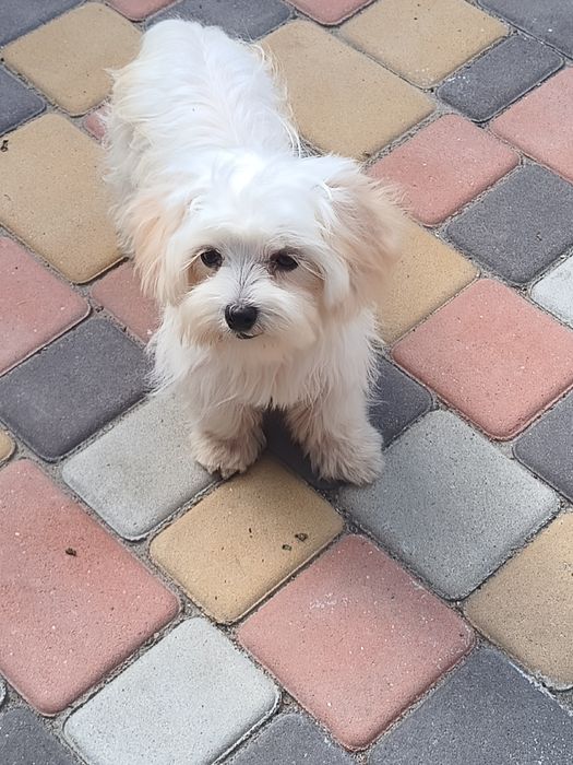 Малышка мальтипушка