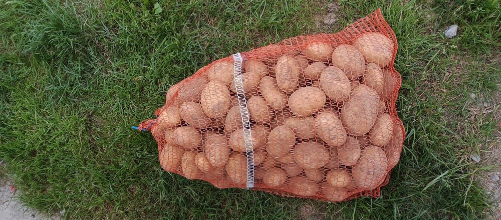 Ziemniaki Redsonia ,Soraya, atole