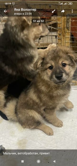 Отдам даром в хорошие руки