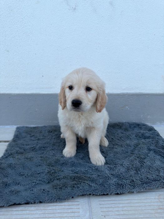 Golden Retriever 2 meses