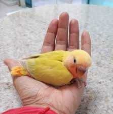 Roseicollis domésticados /Agraponis