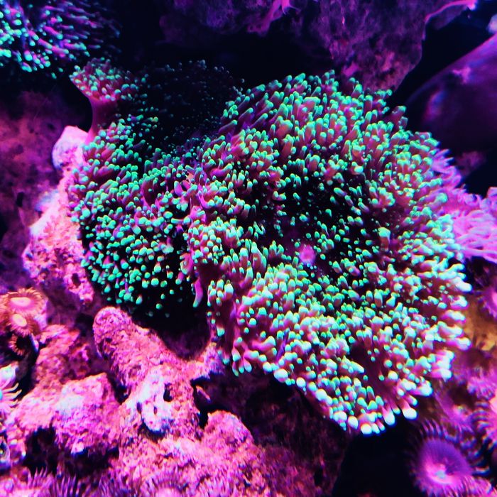 Corais vários frags