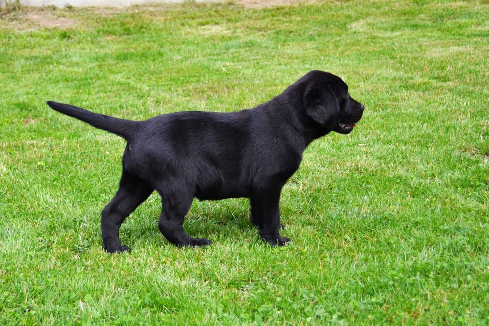 Suczka, sunia czarna Labrador Retriever. Gotowa do odbioru Badania Genetyczne!