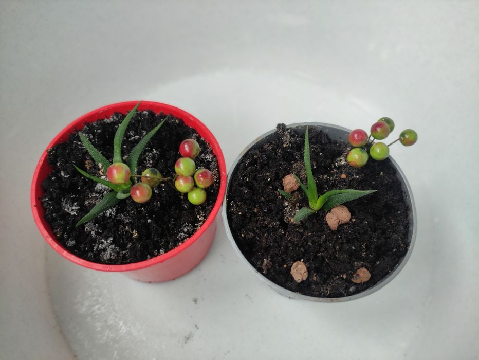 Хавортія міні)) стане твоєю улюбленицею))