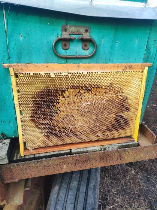 Продам сушь бджолину, є світла, і темна