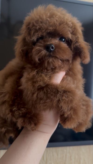 Китайская девочка