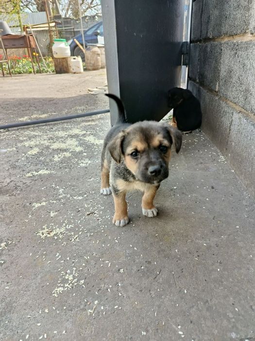 Безкоштовно цуценята