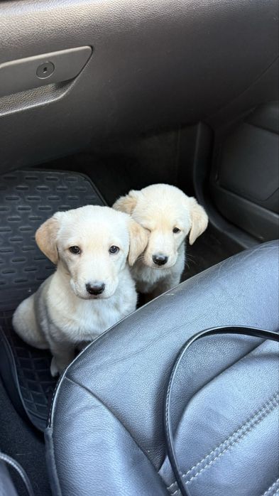 ЛАБРАДОРчики метис