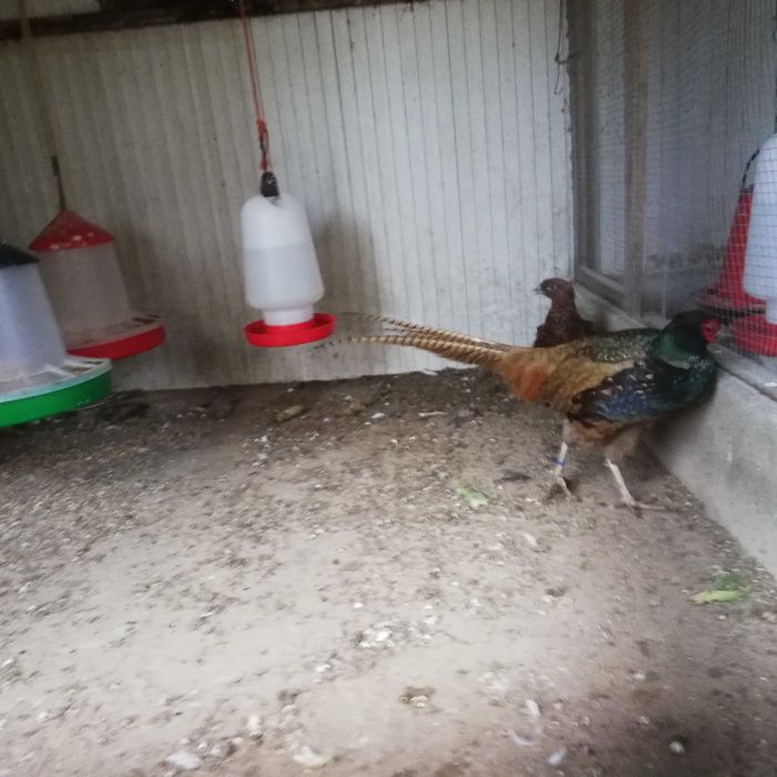 faisão versicolor para venda nascidos este ano maio 2025