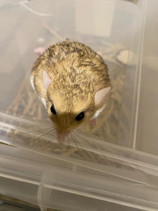 Tłustogon afrykański