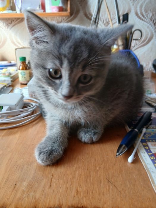 жывотные котёнок